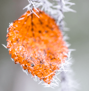 Leaf with frost