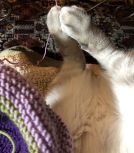 Cat playing with yarn