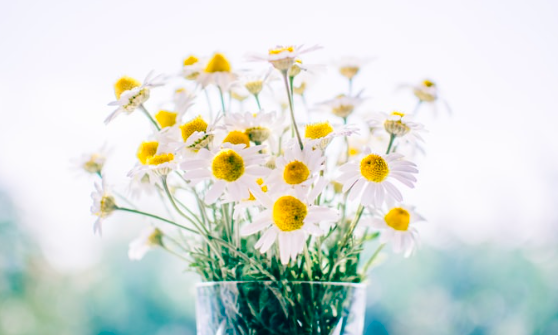 daisies in a vase