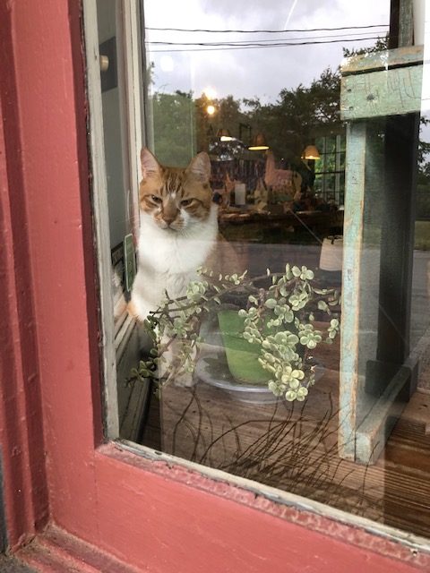 cat in window shop