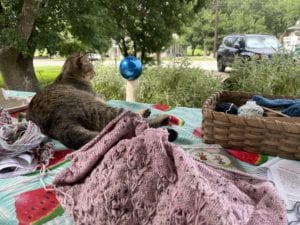 cat and outdoor knitting